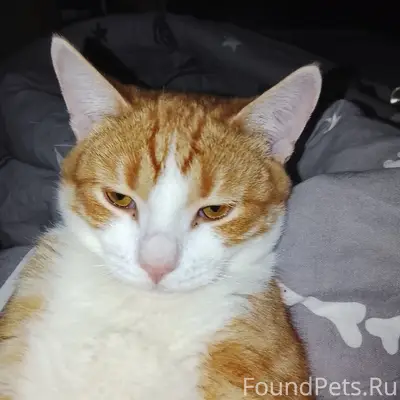 Пропал кот Персик, 3 квартал