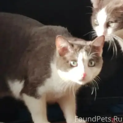 Пропал кот, район Чайка