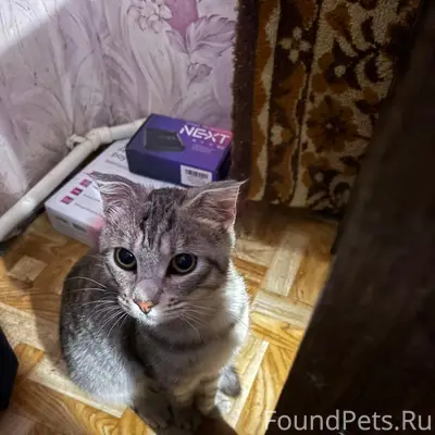 Найден кот, район Веги