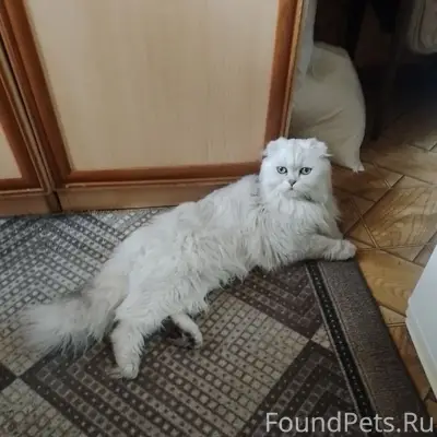 Найдена кошка, белая с ошейником, ул. Ленина 31