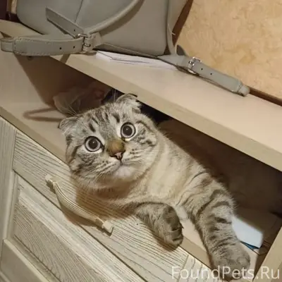 Пропала кошка, Южный район