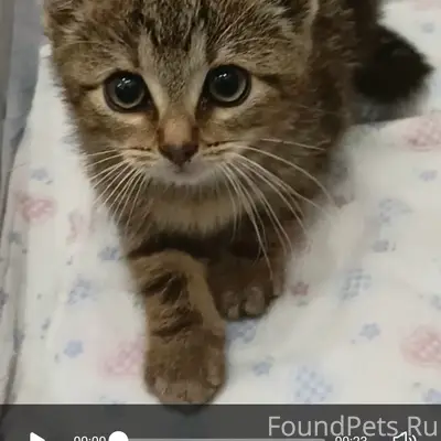 Найдена кошка, Петровский парк