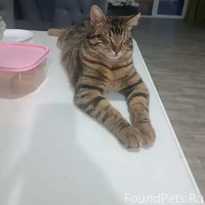 Пропал кот , кличка Чип