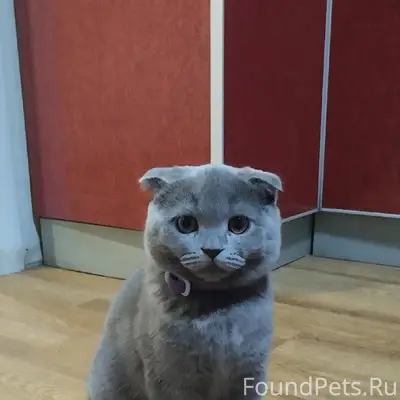 Пропал кот Миша, район Шуист