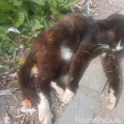 Найден кот, Ликино-Дулёво