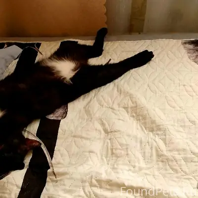 Пропал кот, Шыгырдан