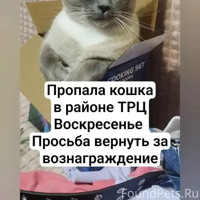 Пропала кошка Моня, ул. Мухачева