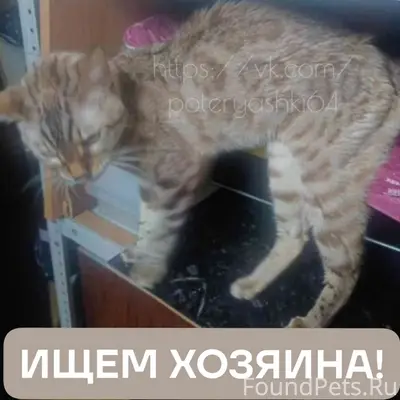 Найдена бенгальская кошка, Саратов