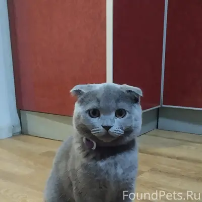 Пропал кот Миша, район Шуист