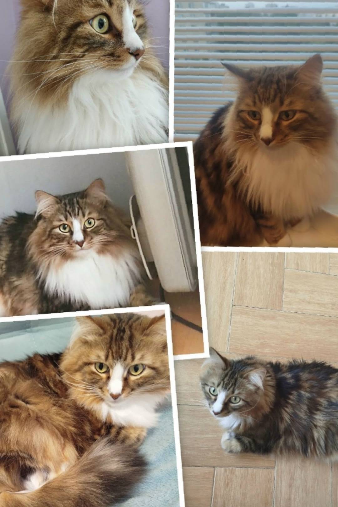 Найден кот, 5 этаж