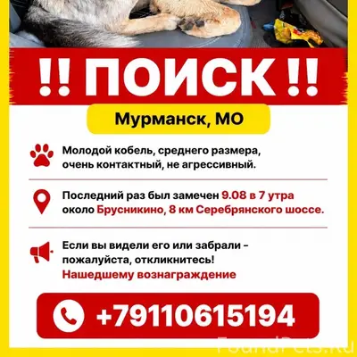 Пропал метис овчарки, 8-й км Серебрянского шоссе, Мурманск
