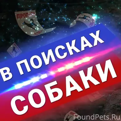 Пропала собака Найда, Верхняя Островская