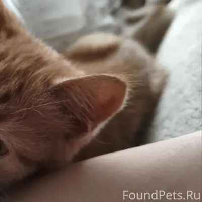 Пропали котята Васька и Буся, Комарова 7/3