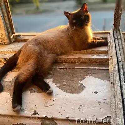 Пропал сиамский кот, дачный кооператив «Полёт»