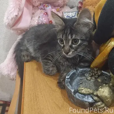 Найден котёнок-мальчик, Жигулёвск
