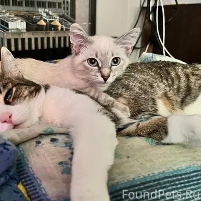 Пропали кот и кошка Винс и Ася, Энгельса 21