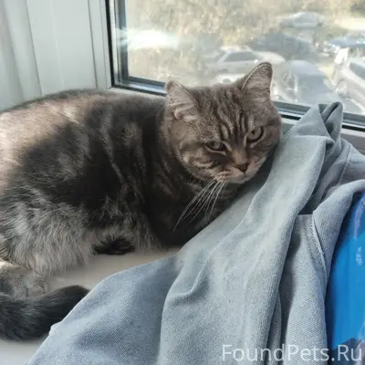 Найдена кошка, Топчева 1