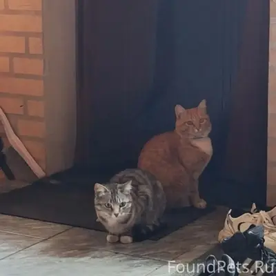 Пропал серый кот Руби, Переславль
