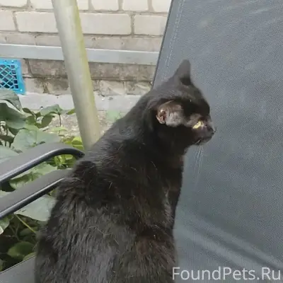 Пропал чёрный кот Бумер, район нлмк