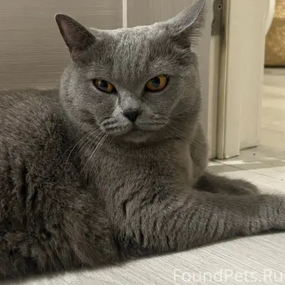 Найдена британская кошка, район Роста