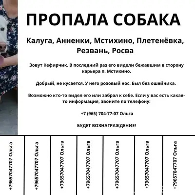 Пропал пес Кефирчик, Калуга