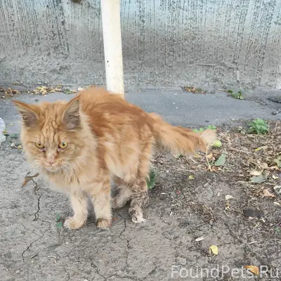 Найден кот, Комарова 10