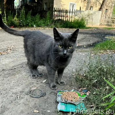 Найдена кошка, 9 Января
