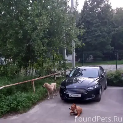 Найдены две собаки, КП Зелёный город
