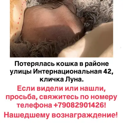 Пропала кошка-сфинкс Луна, Калининград