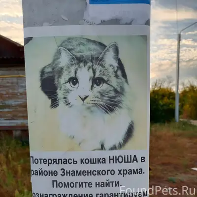 Пропала кошка Нюша, район Знаменского храма