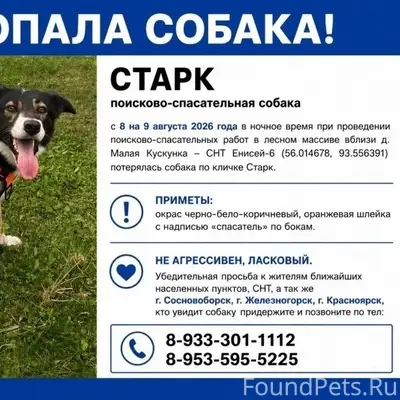 Пропал поисково-спасательный пёс Старк, Малая Кускунка