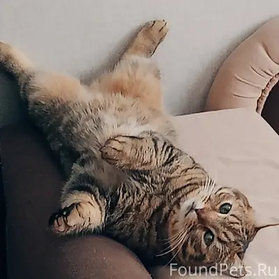 Пропал кот Васька, район Завекса