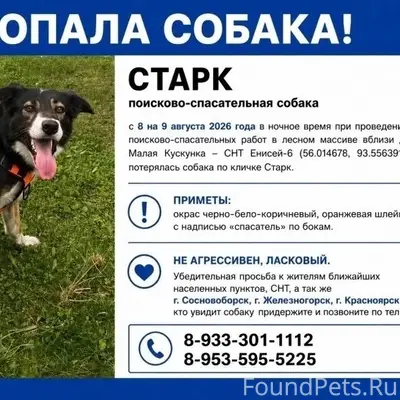 Пропал поисково-спасательный пёс Старк, Малая Кускунка
