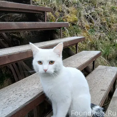 Пропал кот, Паранино, ул. Зеленая 45