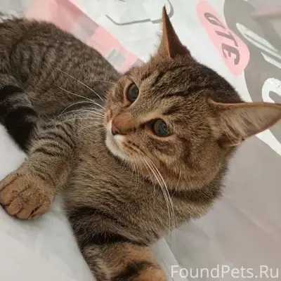 Пропал кот, улица Коммунальная