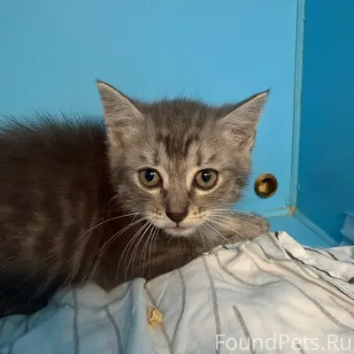 Найден котёнок, около клиники Ивета