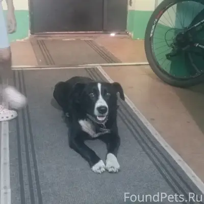Пропал пёс, Прокопьевск, Тырган