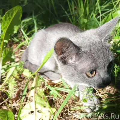 Найдена кошка, Кудымкар, район парка имени Кривощёкова