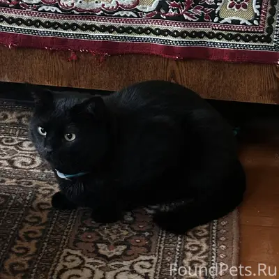 Пропал чёрный кот Кузя, улицы Ушинского