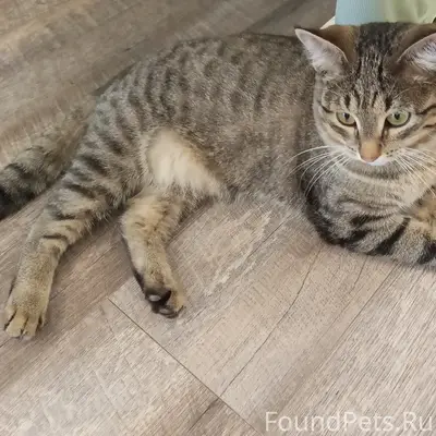Найден кот