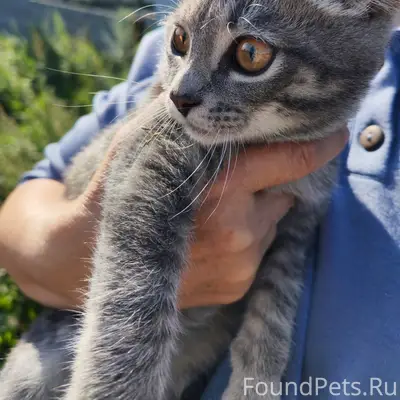 Найден котёнок, Новосиликатный