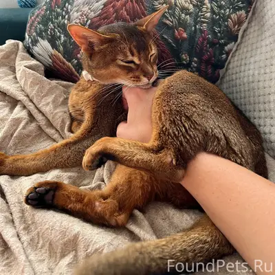 Пропал кот Локи