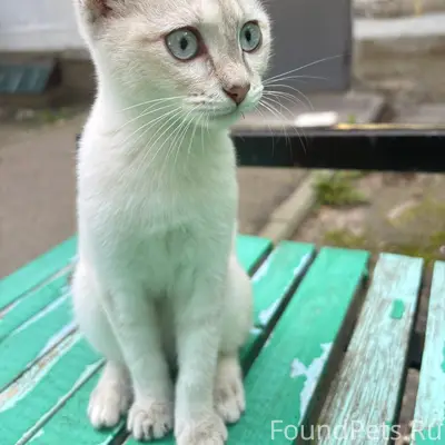 Найдена кошечка, улица Мира