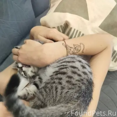 Пропала кошка Муся, микрорайон Тепличный