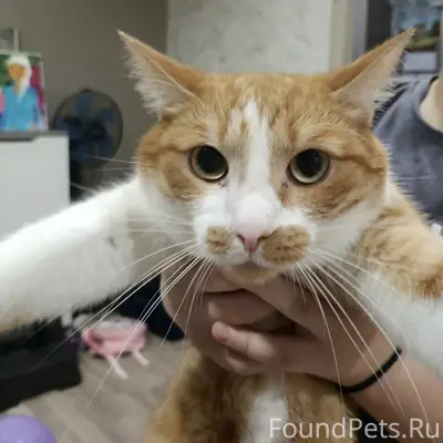 Пропал рыжий кот Симба, Снт Химик/Лесная 45