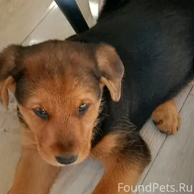 Пропала собака Боська