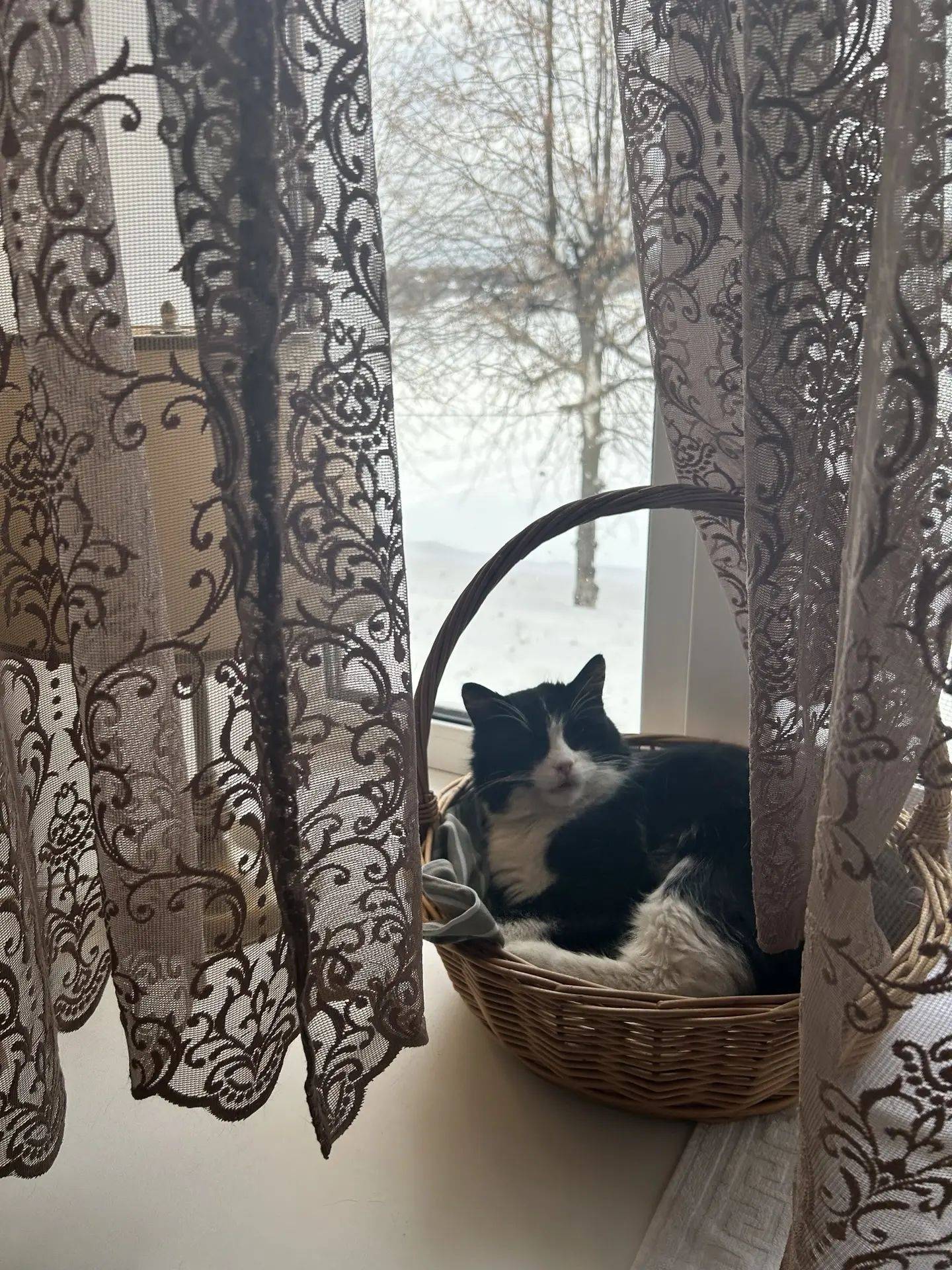 Пропал котик Мэйсон, Плес