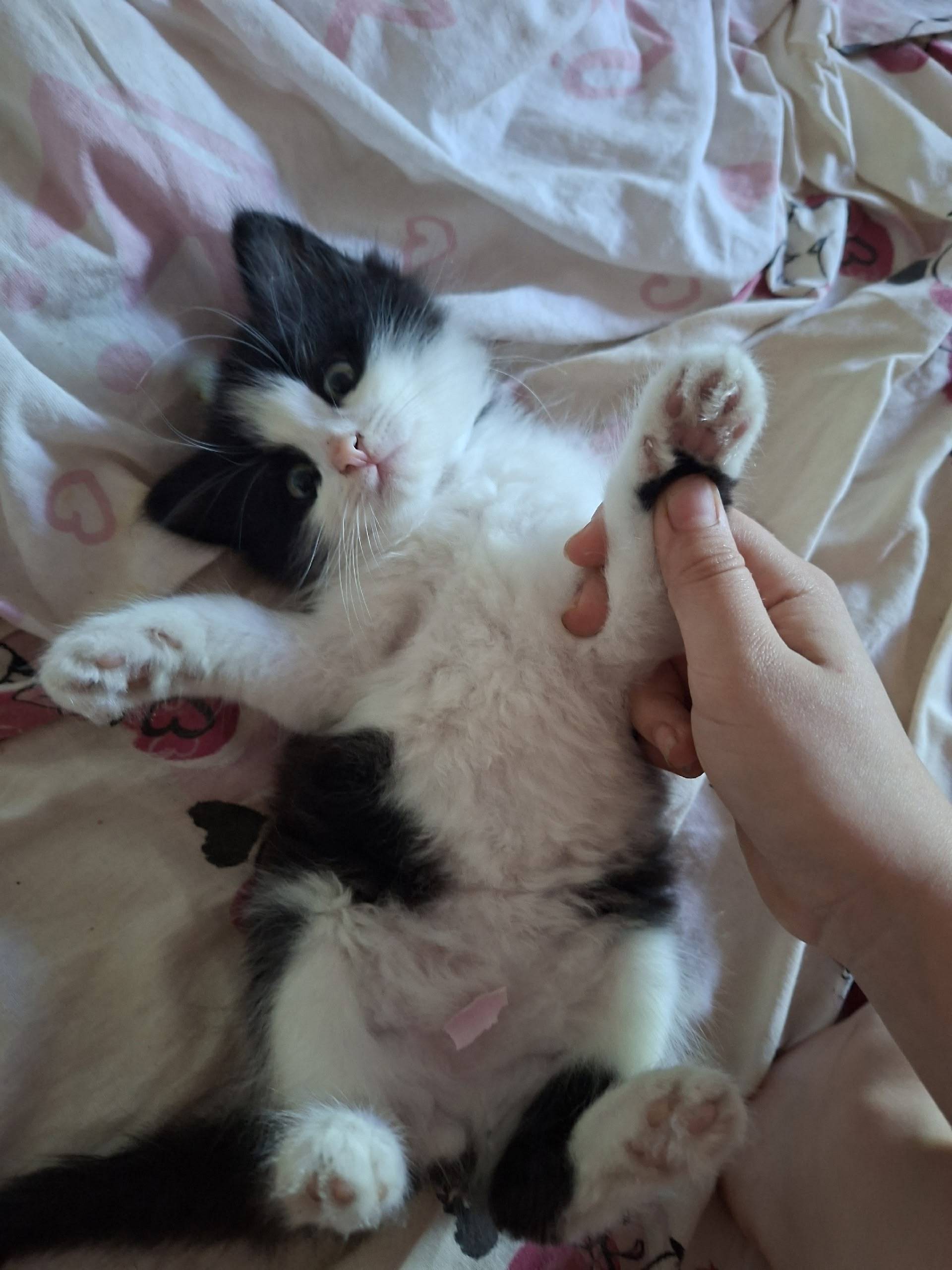 Пропала девочка котёнок Мася, г. Елец