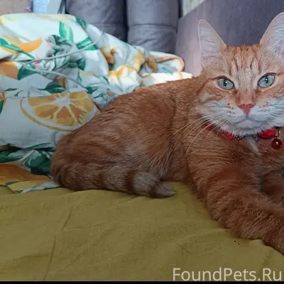 Пропал рыжий кот, район ул. Мира