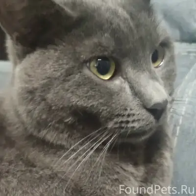 Пропал кот Марик, улица Пеше-Стрелецкая